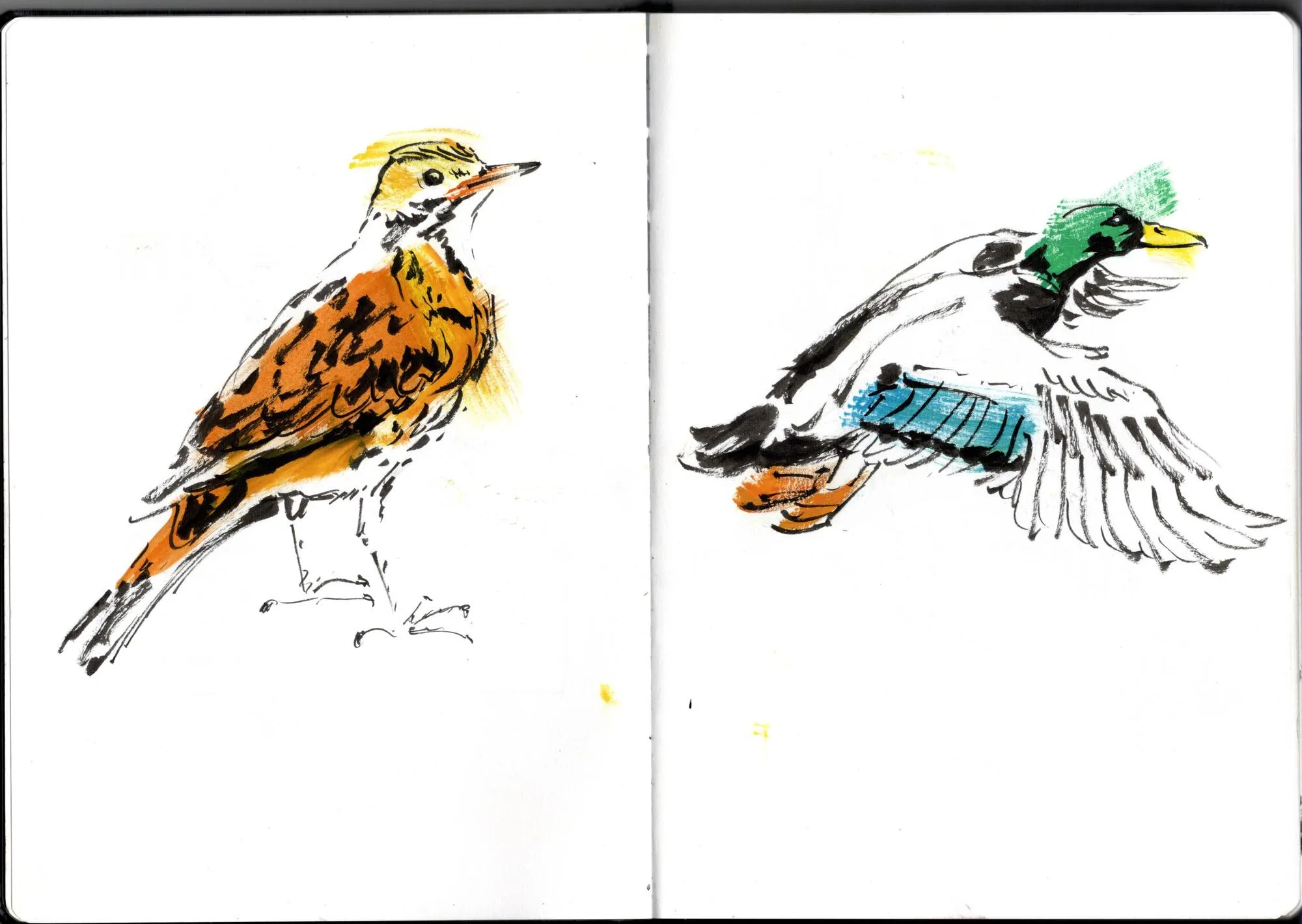Double page de carnet. À gauche, pipit farlouse. À droite, canard colvert.