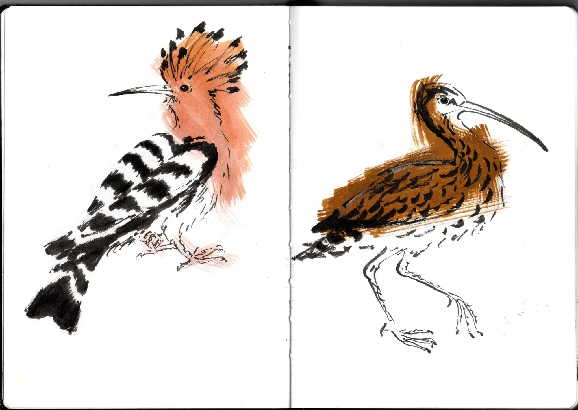 Double page de carnet. À gauche, huppe fasciée. À droite, courlis cendré.