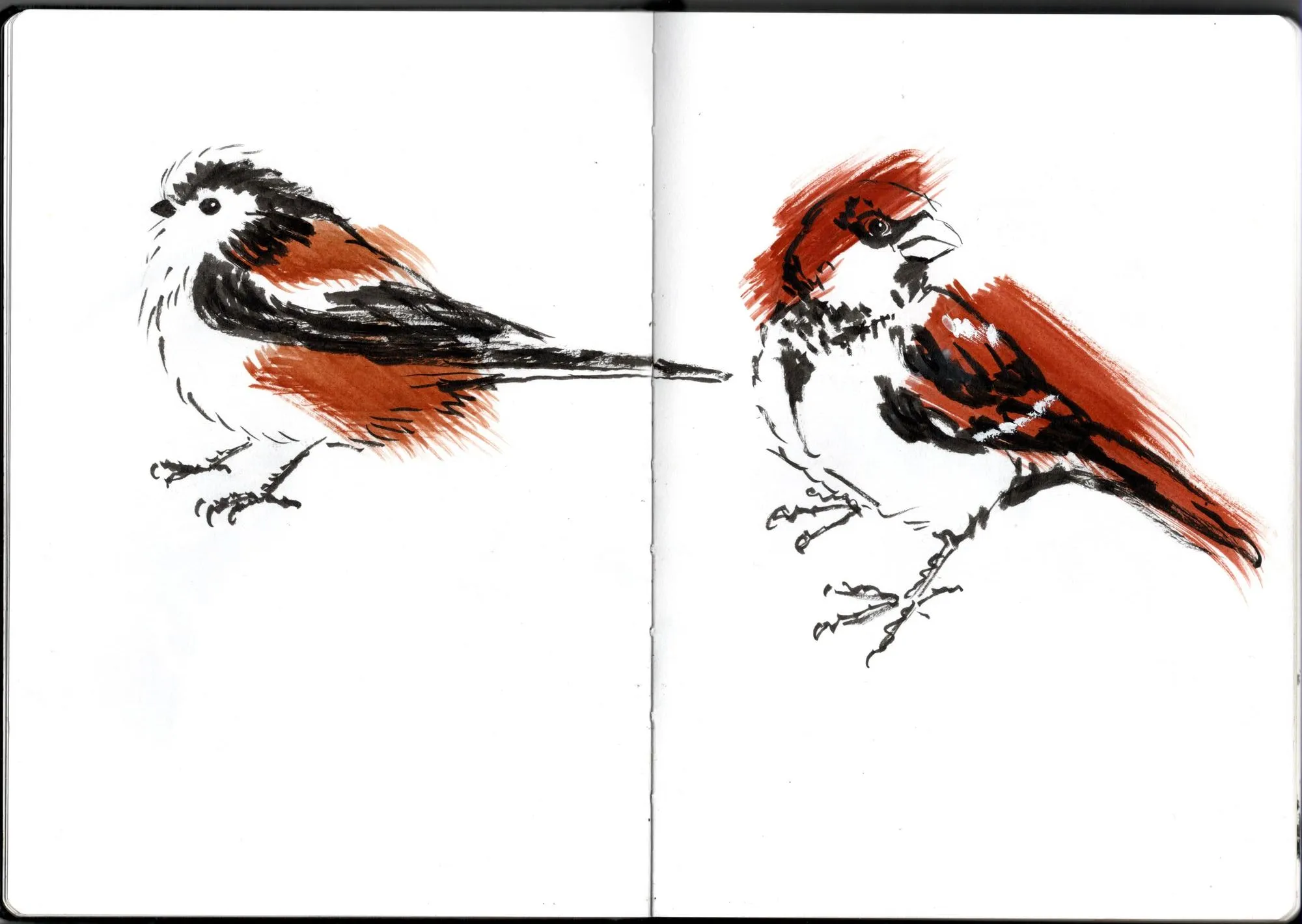 Double page de carnet. À gauche, orite à longue queue. À droite, moineau domestique.