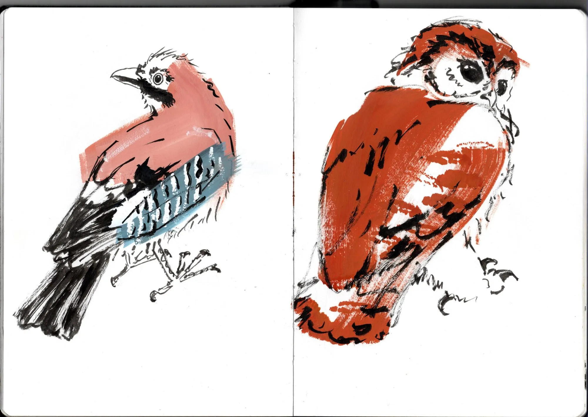 Double page de carnet. À gauche, geai des chênes. À droite, chouette hulotte.