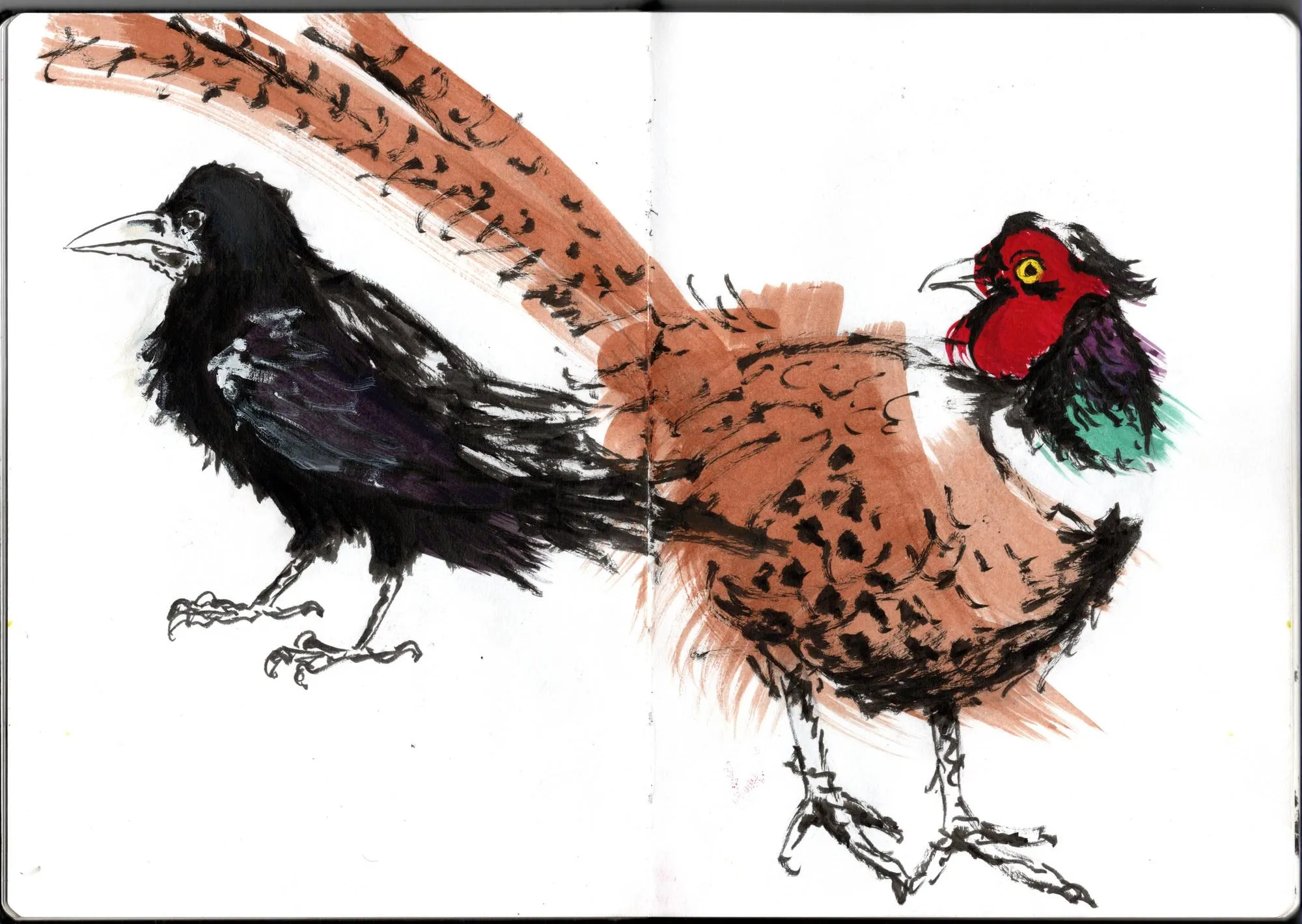 Double page de carnet. À gauche, corbeau freux. À droite, faisan de colchide.