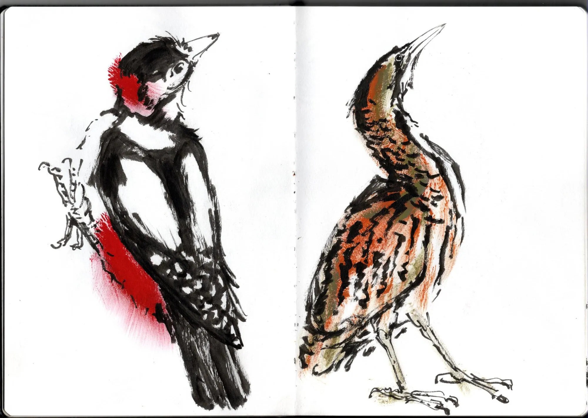 Double page de carnet. À gauche, pic épeiche. À droite, butor étoilé.