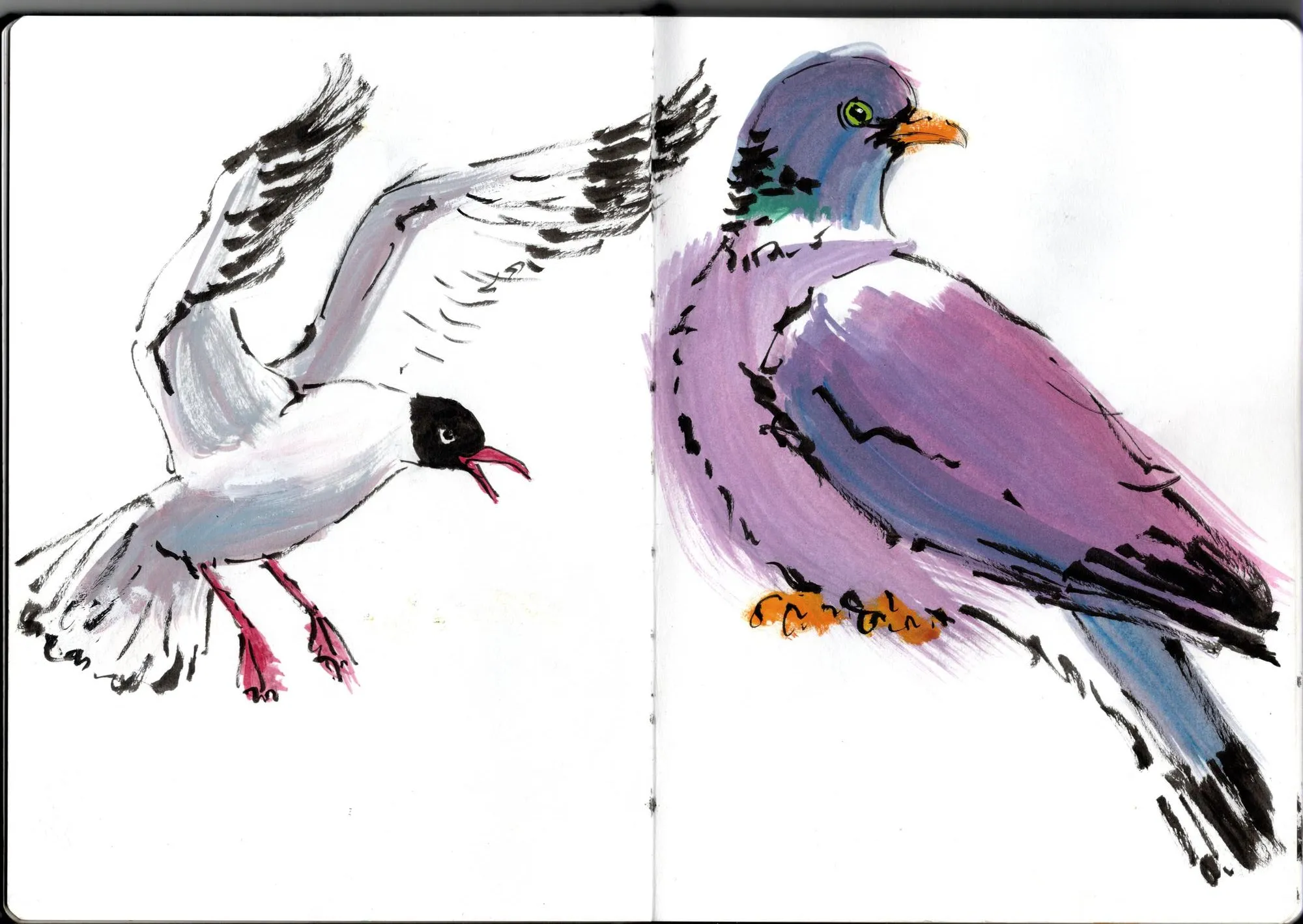 Double page de carnet. À gauche, mouette rieuse. À droite, pigeon ramier.