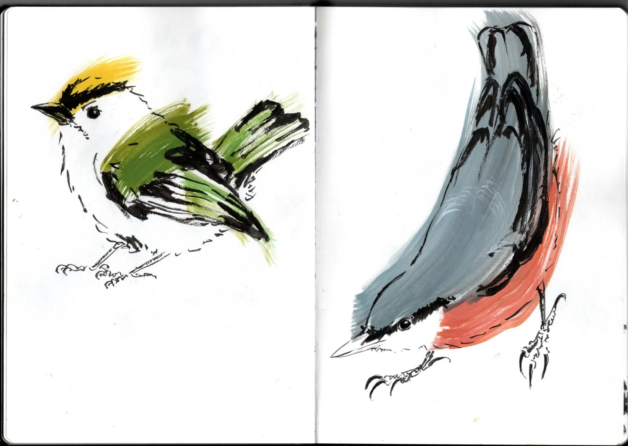 Double page de carnet. À gauche, roitelet huppé. À droite, sitelle torchepot.