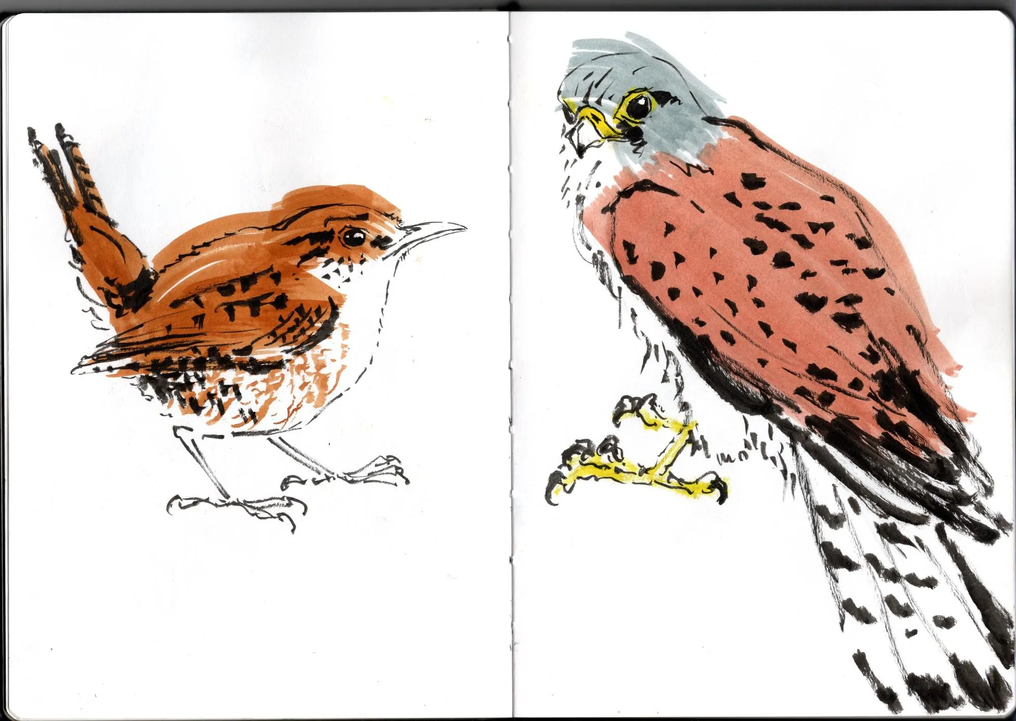 Double page de carnet. À gauche, troglodyte mignon. À droite, faucon crécerelle.