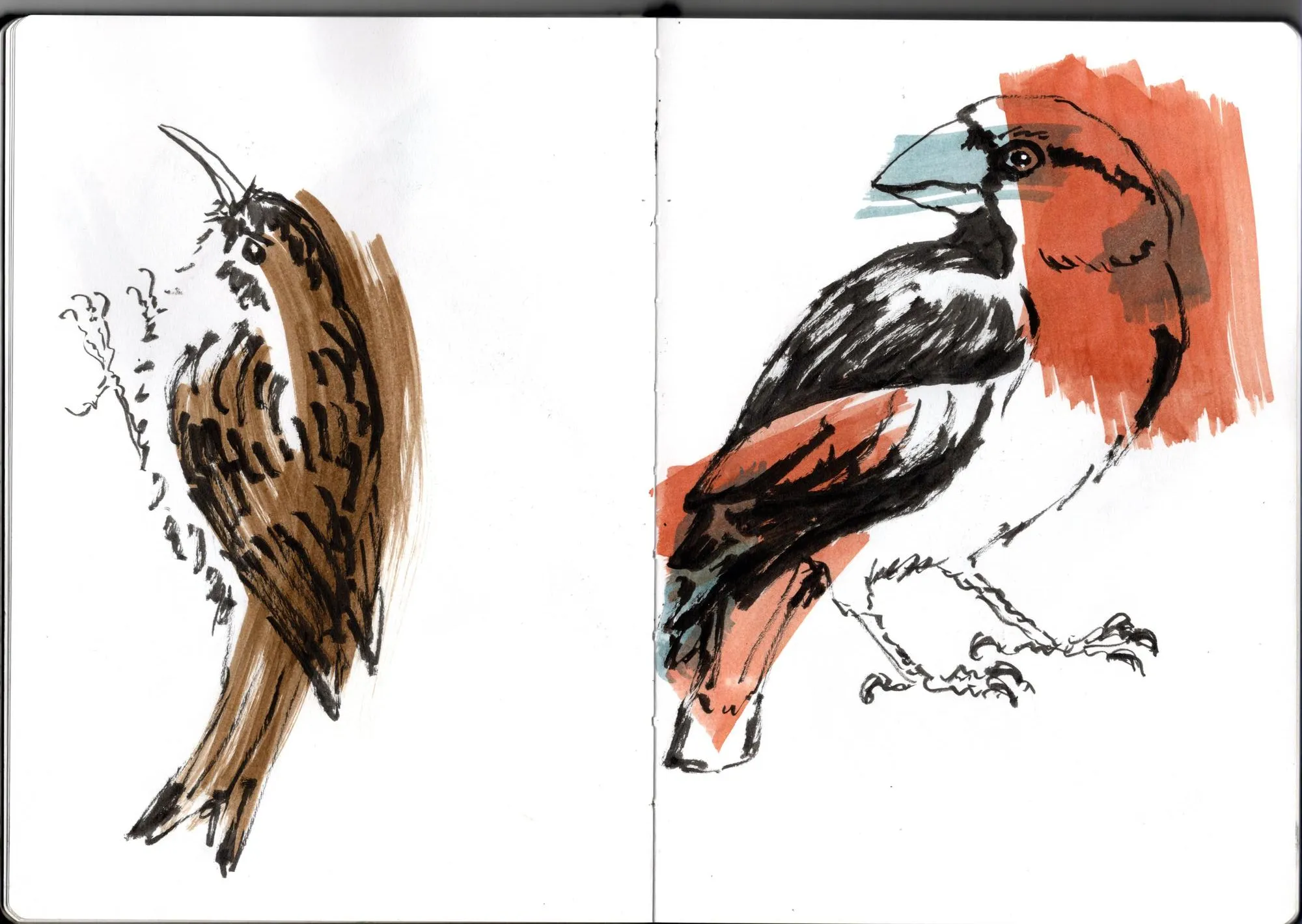 Double page de carnet. À gauche, grimpereau des jardins. À droite, grosbec casse-noyaux.