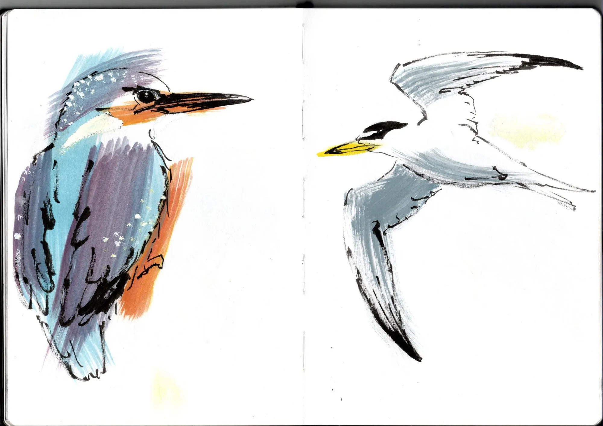Double page de carnet. À gauche, martin-pêcheur. À droite, sterne naine.