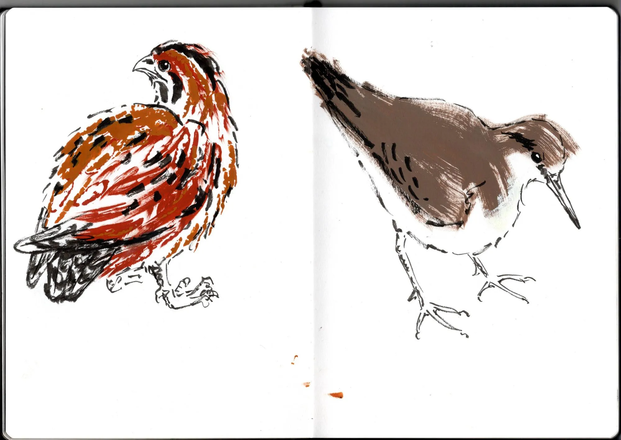 Double page de carnet. À gauche, caille des blés. À droite, chevalier guignette.