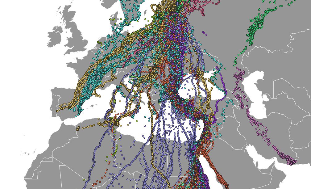 Quick preview of the data in QGIS. Raw positions colored by bird species.