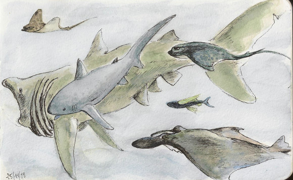 2012-12-06_museum_fishes.jpg