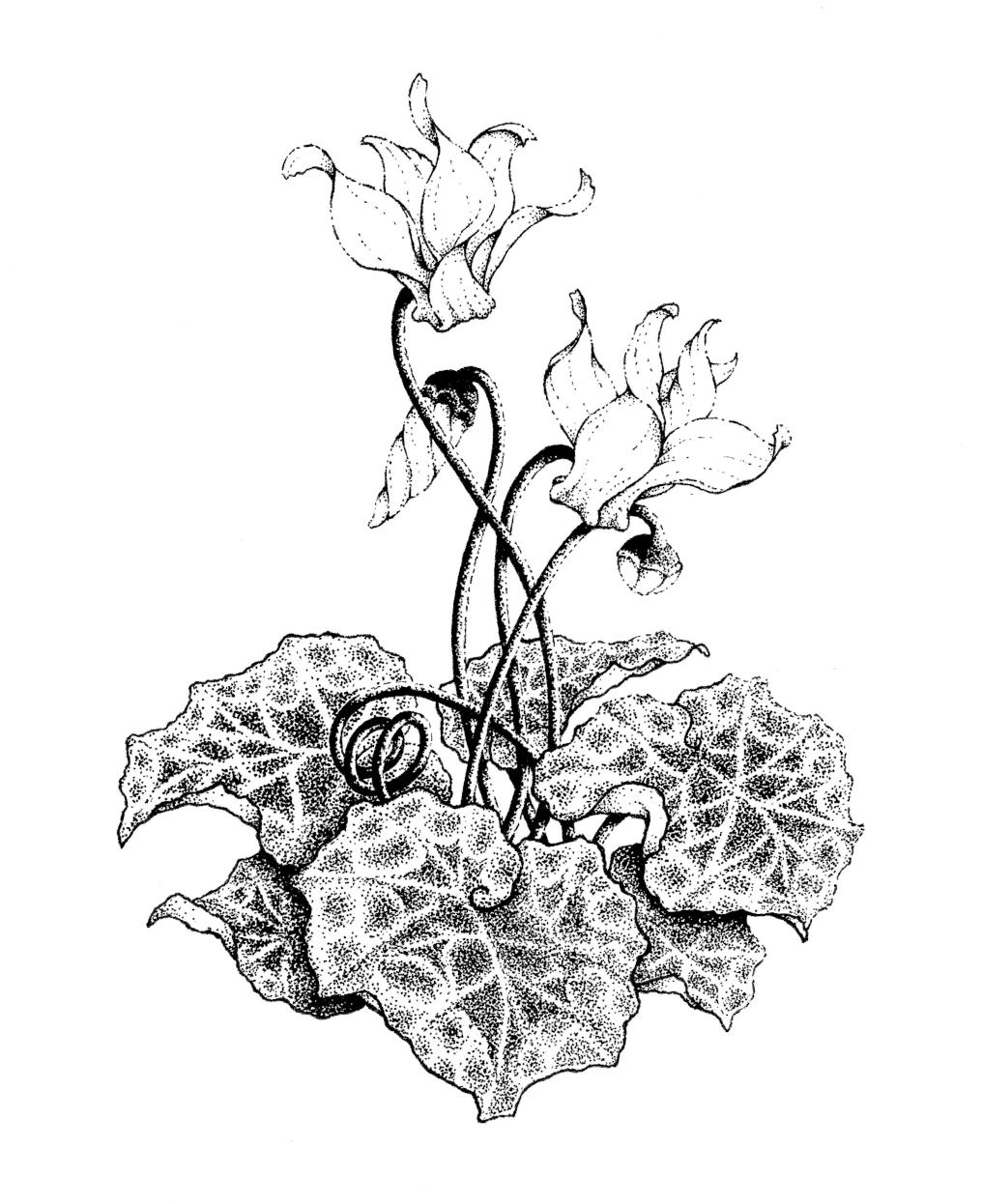 Cyclamen