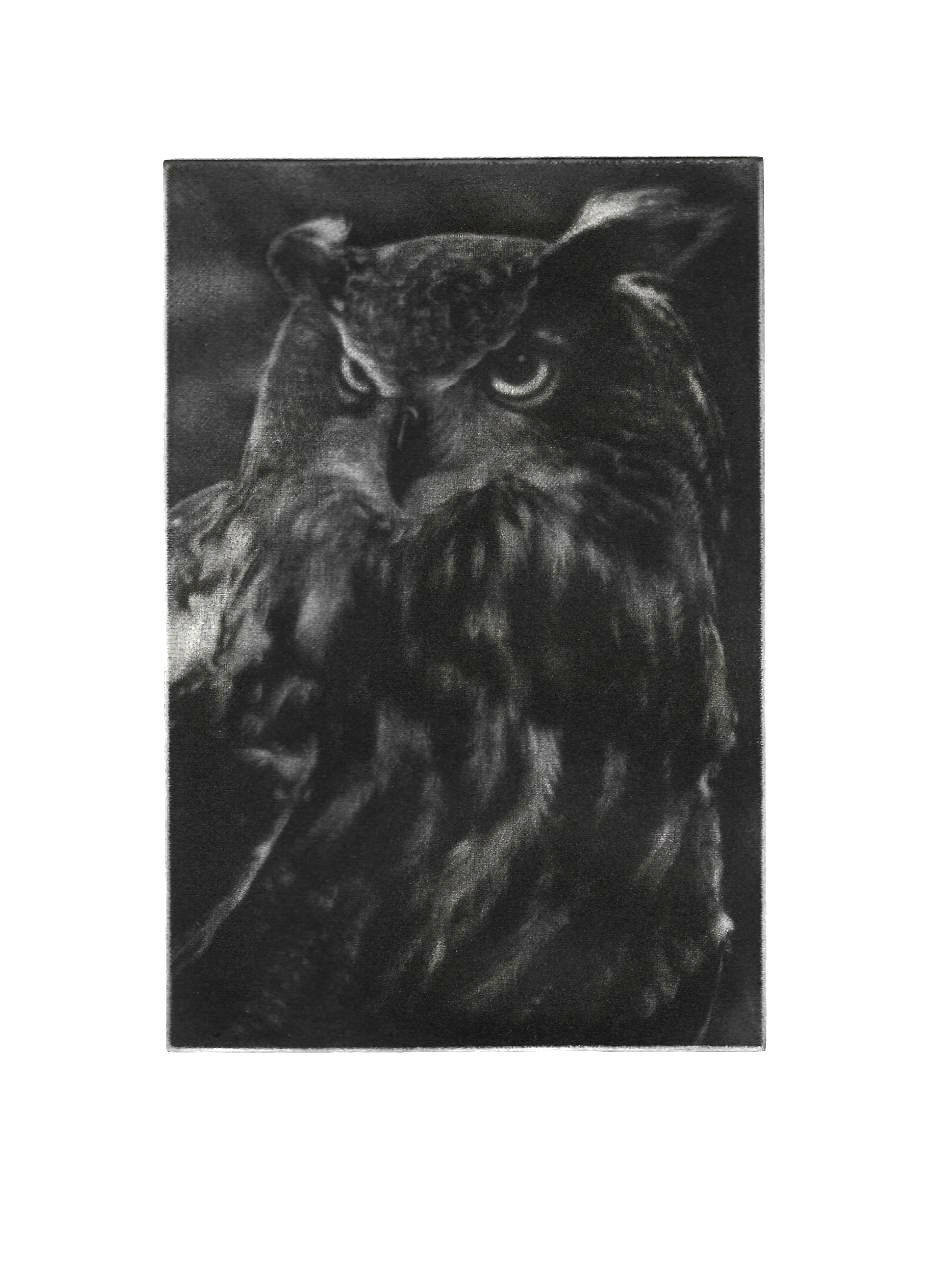 Scan d'une gravure de hibou grand-duc, exécutée avec la technique de la manière noire