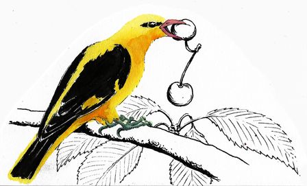 Dessin au feutre noir et à l'encre jaune d'un loriot d'Europe tenant une cerise dans son bec.