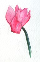 Cyclamen flower