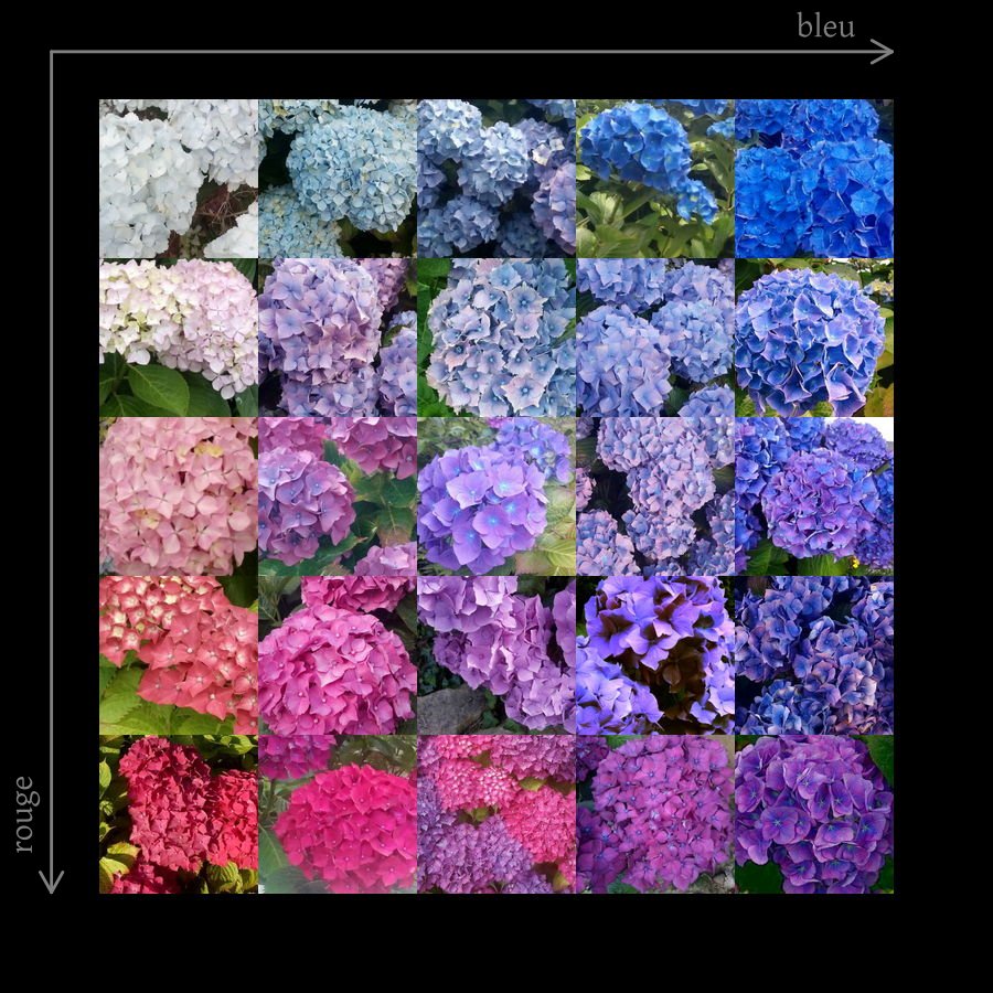 2017-07-02_hortensias.jpeg