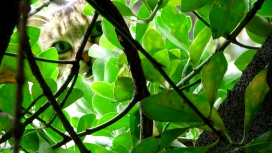 2009-09-11_montmartre_cat.jpg