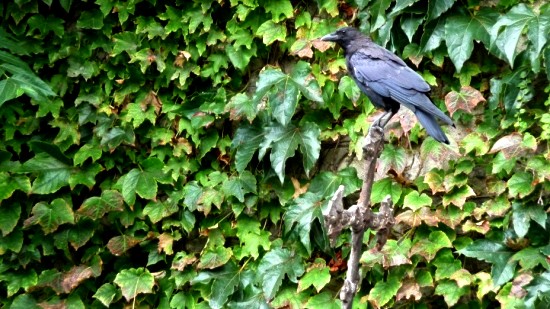 2009-09-11_montmartre_raven.jpg