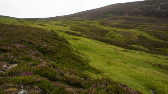 2013-09-02_scotland_tiger_detail.jpg