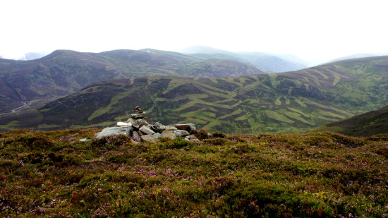 Scotland tiger