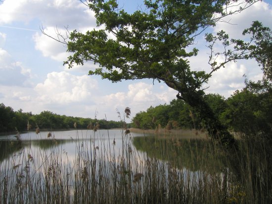 Etang